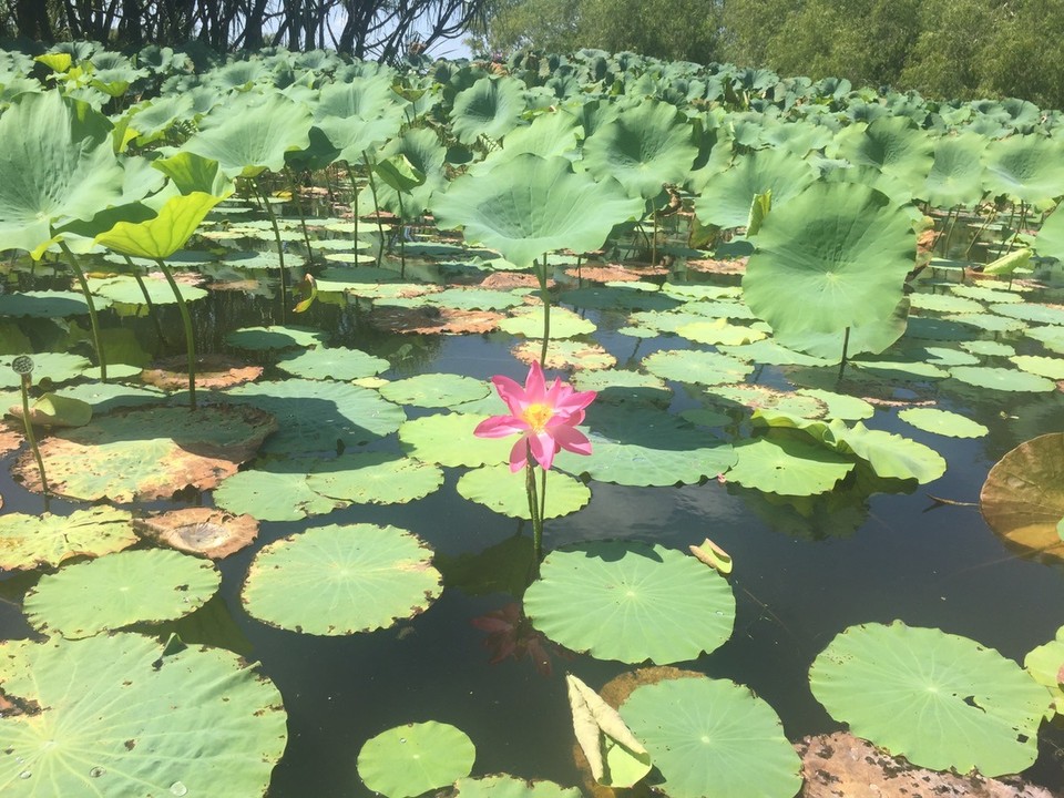  - Australia, Mary River National Park, Corraboree Billabong - 