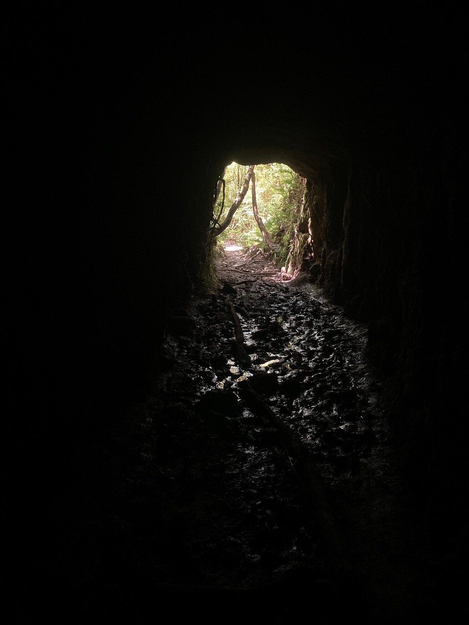 Neuseeland - Coromandel Forest Park - 