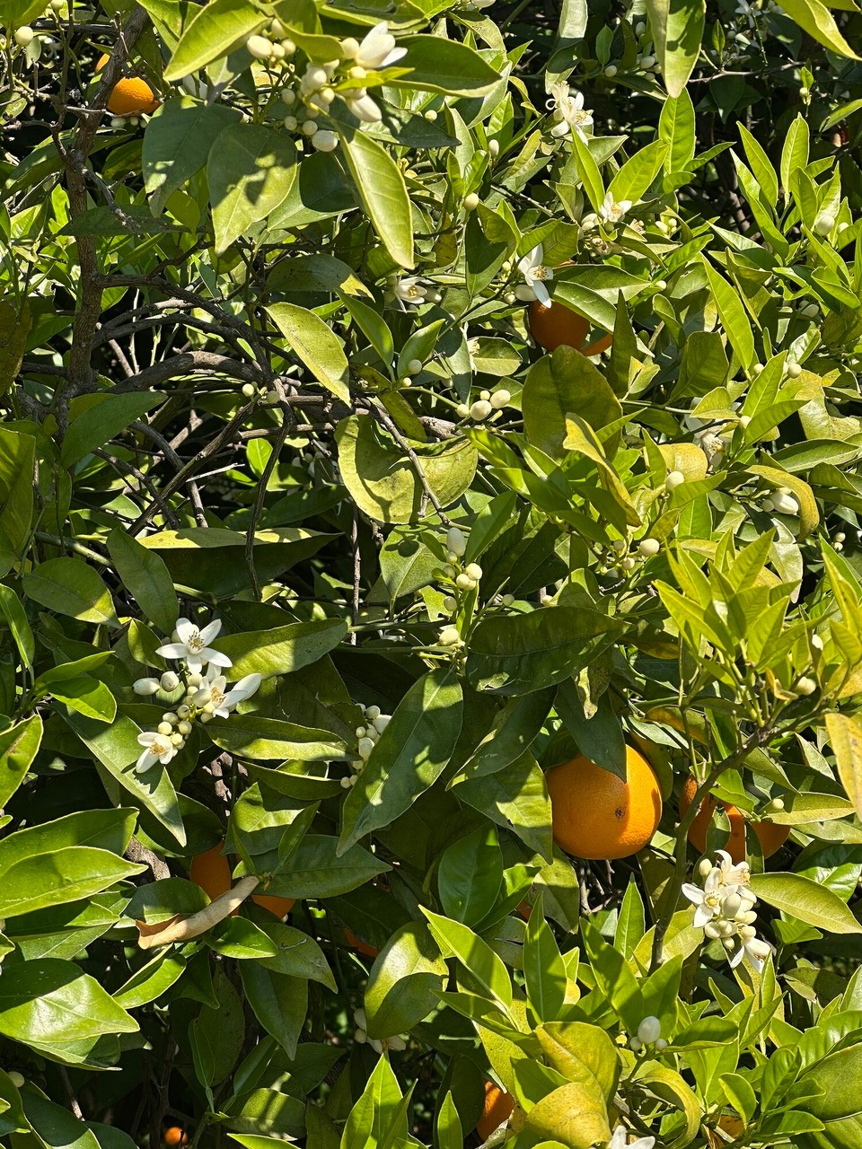 Spanien - Beniarbeig - 