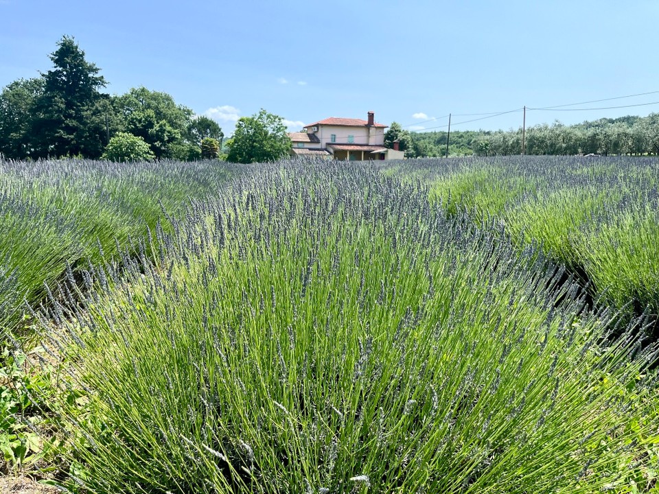 Kroatien - Motovun - 