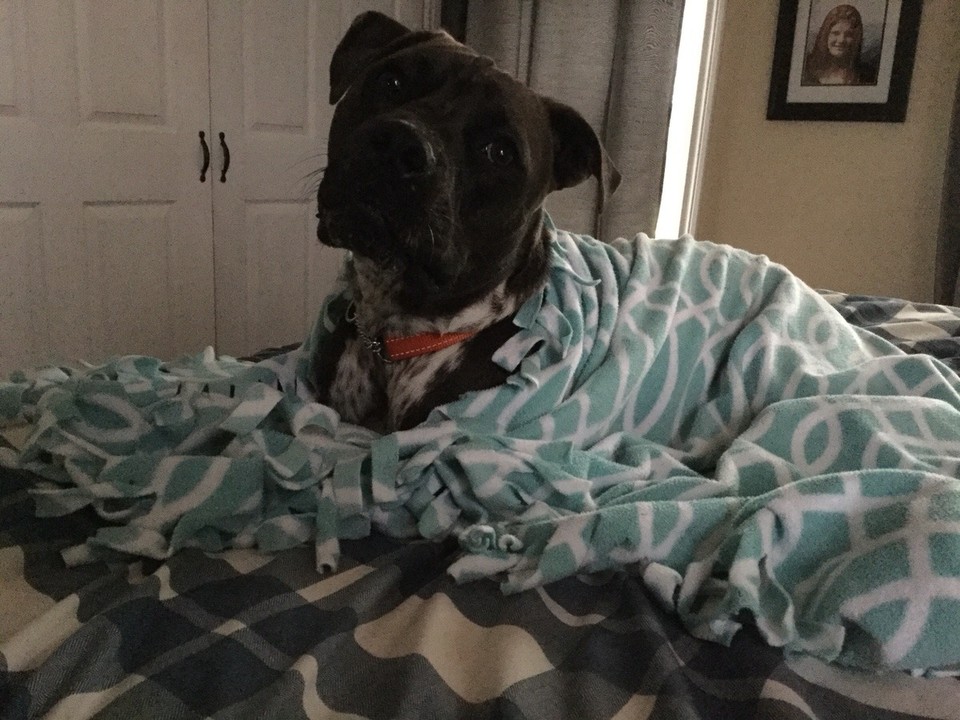 Canada -  - Rufus all snuggled up for the night.