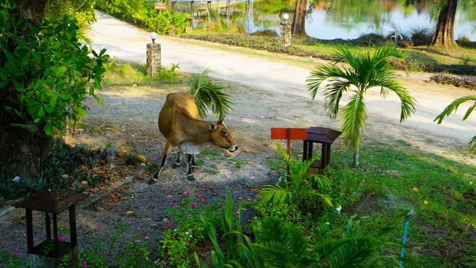Thailand - Khao Lak - Wer läuft denn da durch  unseren Vorgarten?