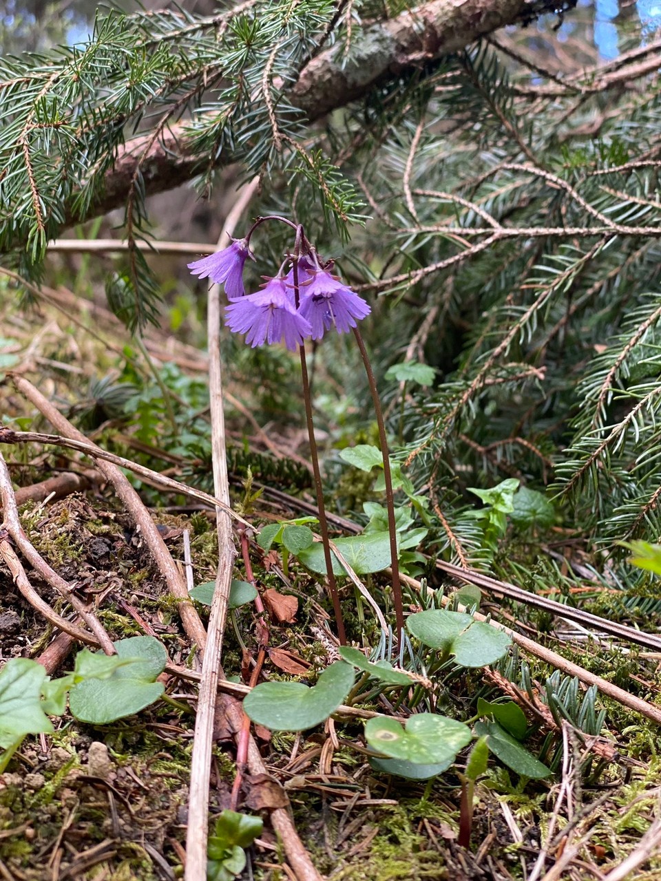Deutschland - Ramsau bei Berchtesgaden - Kleine Alpen-Soldanellen 💜