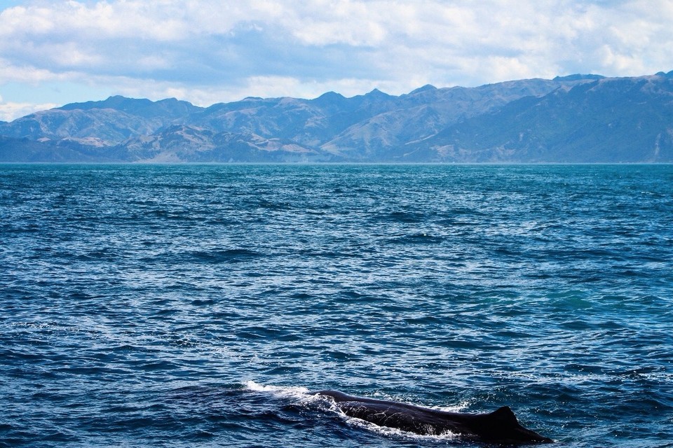 Neuseeland - Kaikoura Peninsula - 