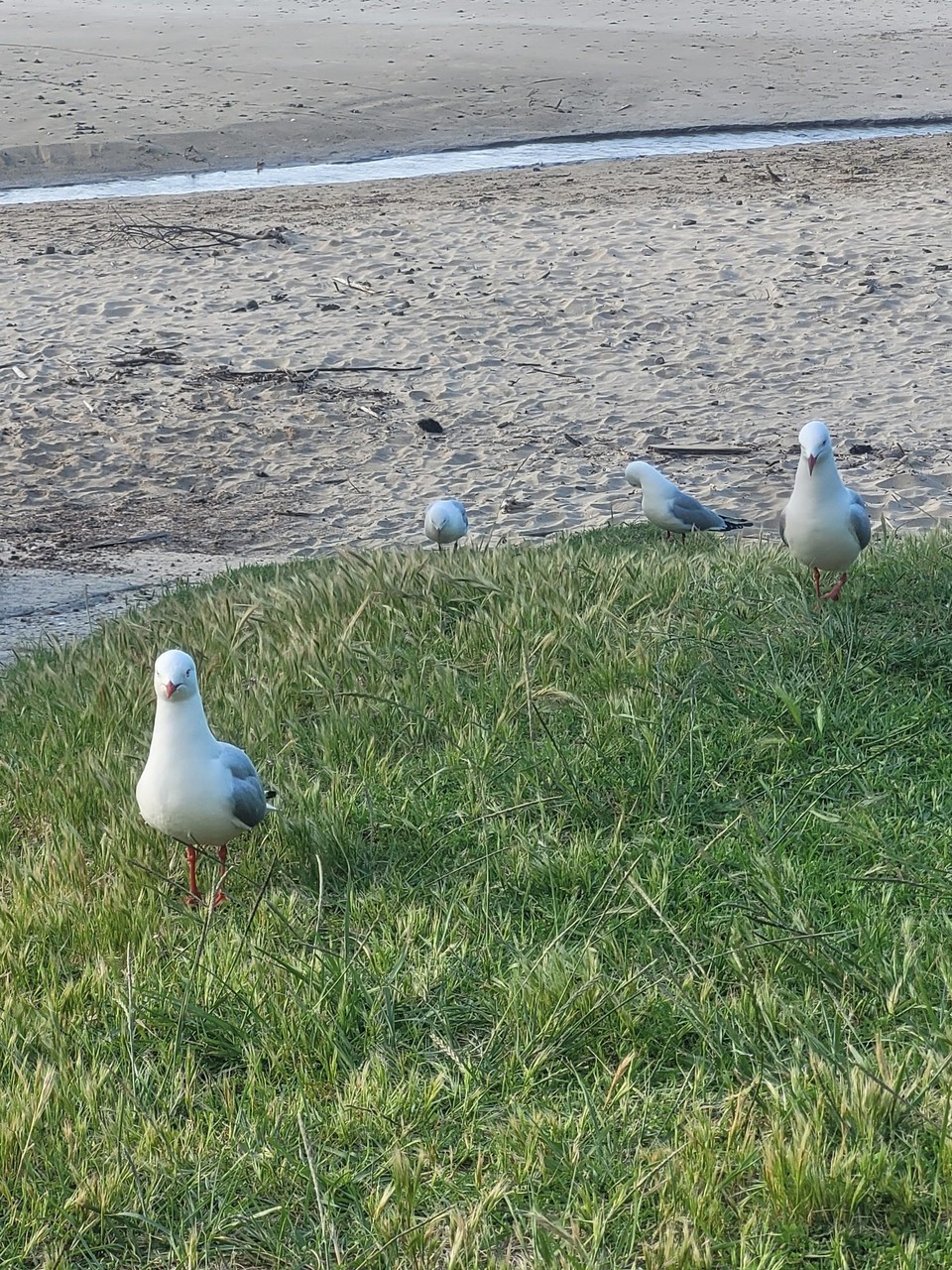 Neuseeland - Waiheke Island - 