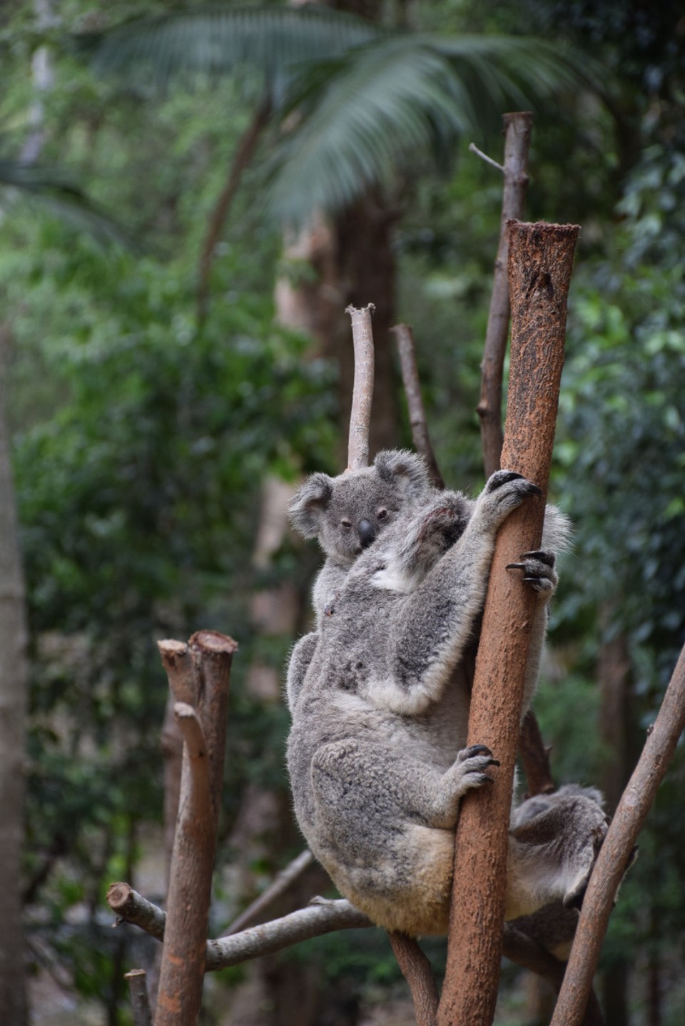 Australien - Currumbin - 