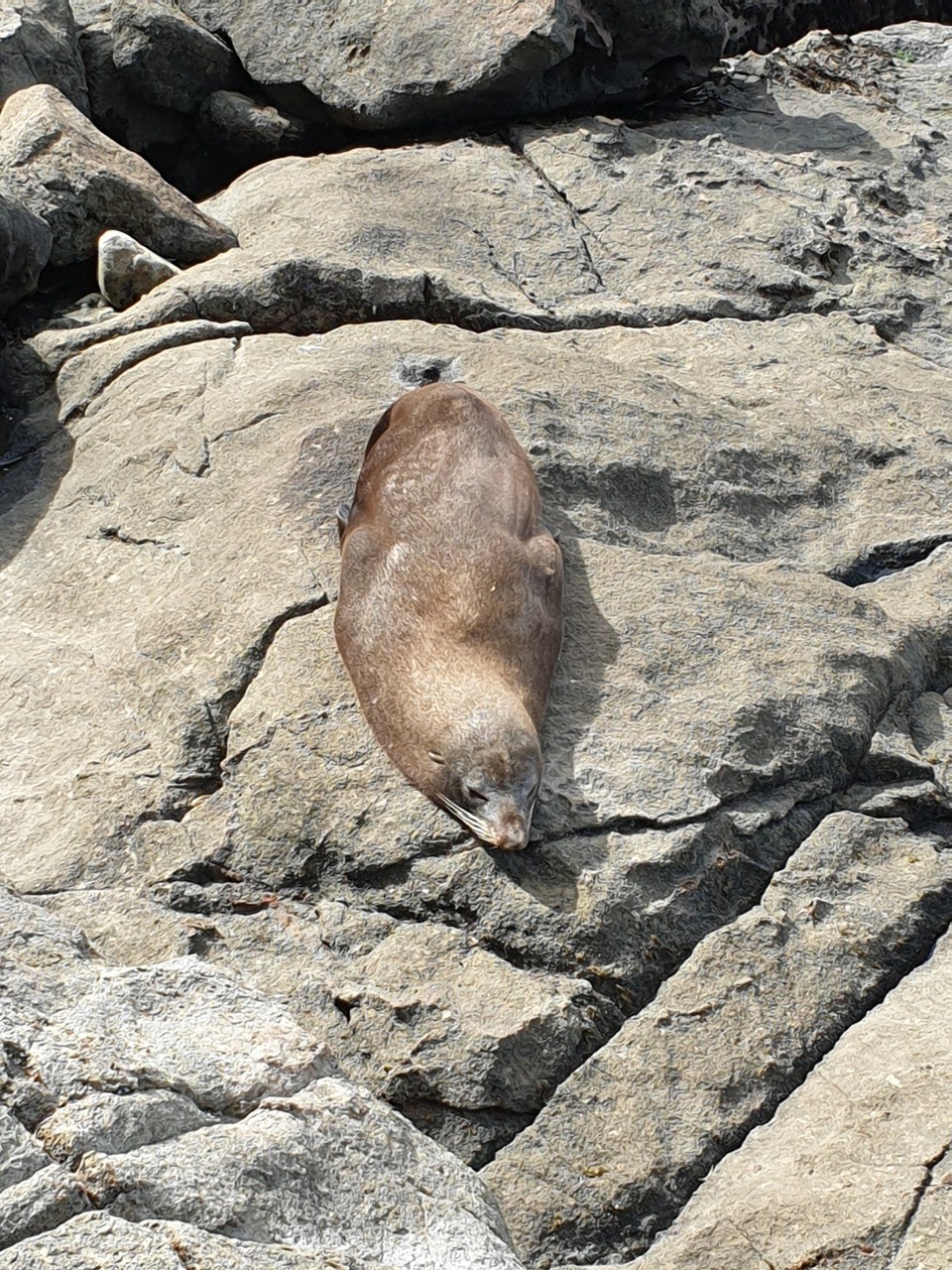 Neuseeland - Moeraki - 