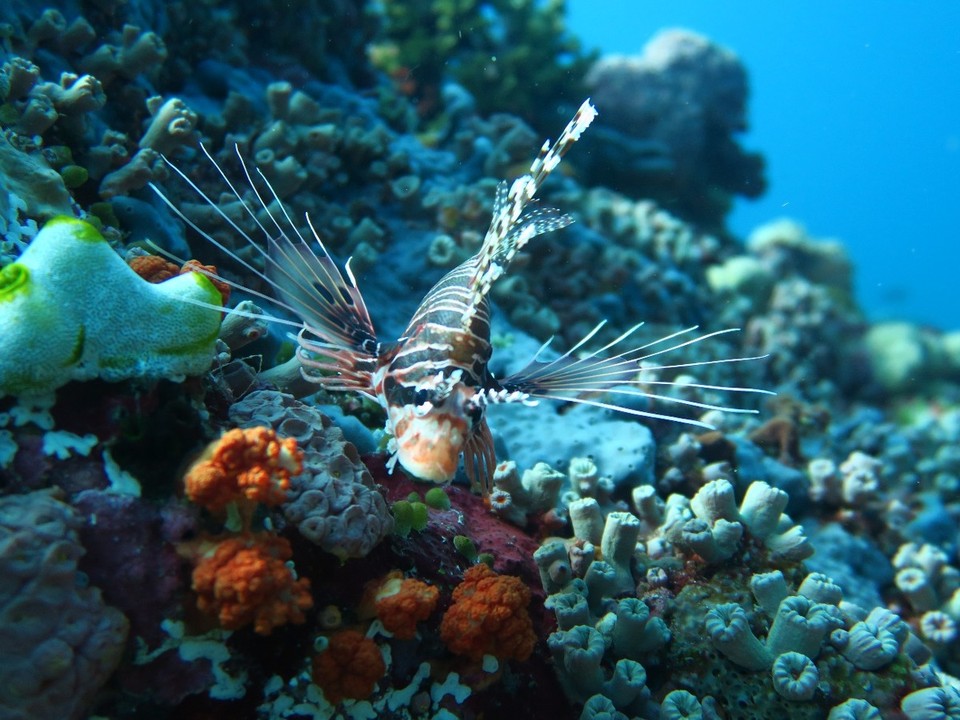 Indonesia - Komodo National Park - 