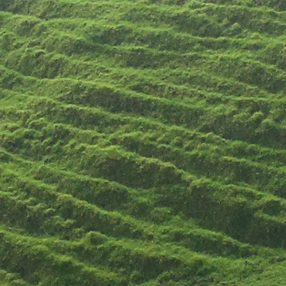 Neuseeland - Mangonui - Rasenschlangen?