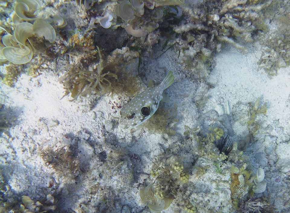 Philippinen - Panglao - Unser erster Kugelfisch👍🏻