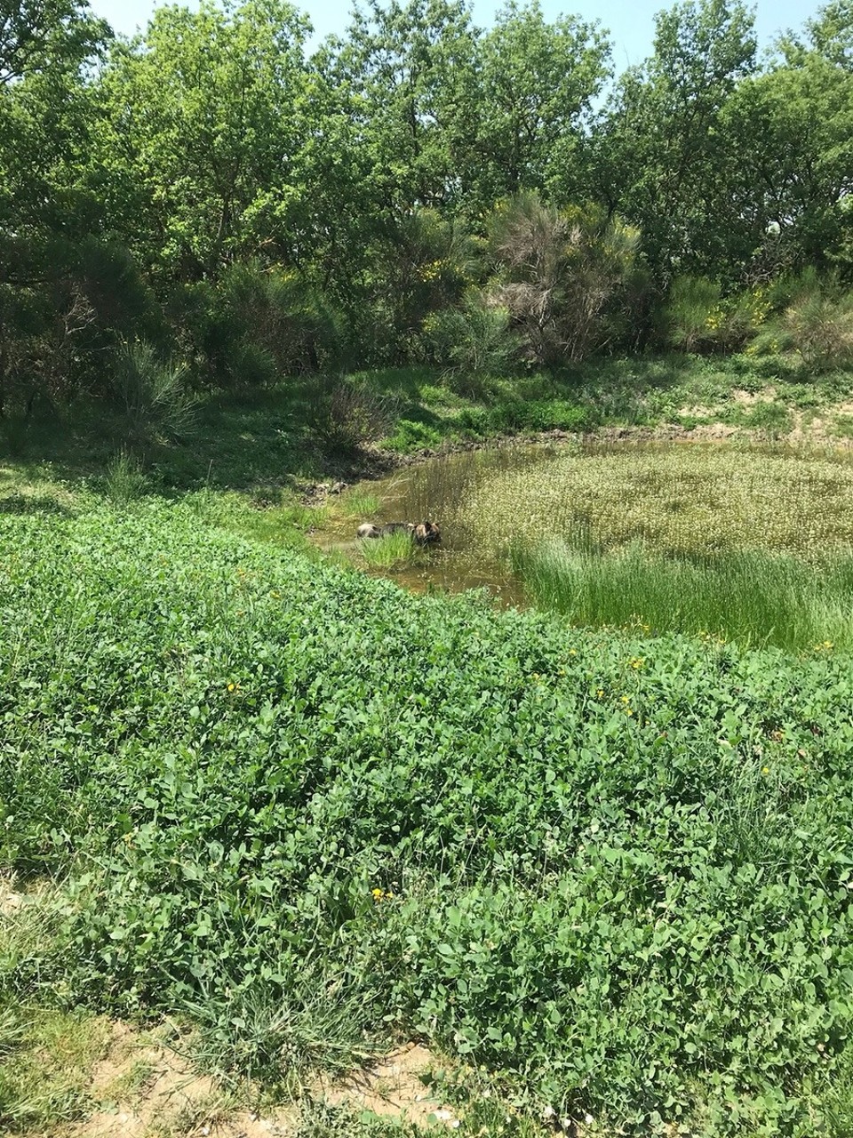 Italien - San Quirico d'Orcia - Am Auto wollte jemand nicht mehr einsteigen und hat diesen kleinen See zur Abkühlung gefunden