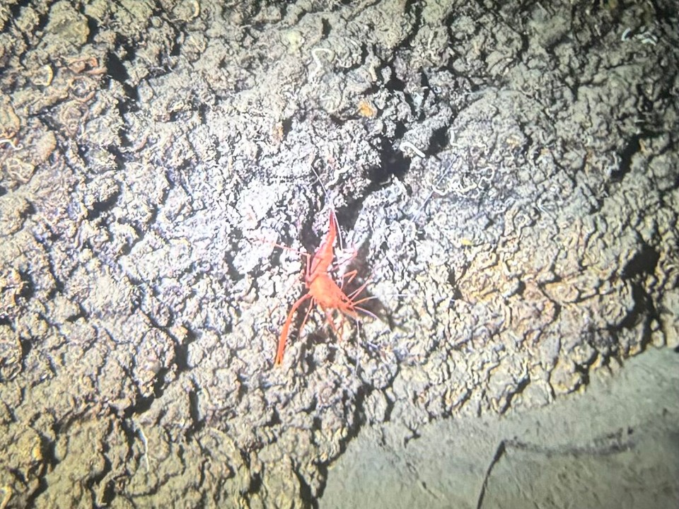 Italien - Capoliveri - Eine Scherengarnele in der Tiefe der Höhle