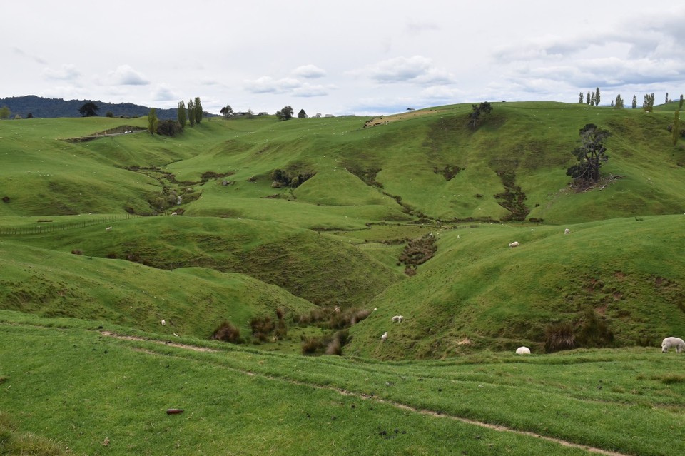Neuseeland - Rotorua - 