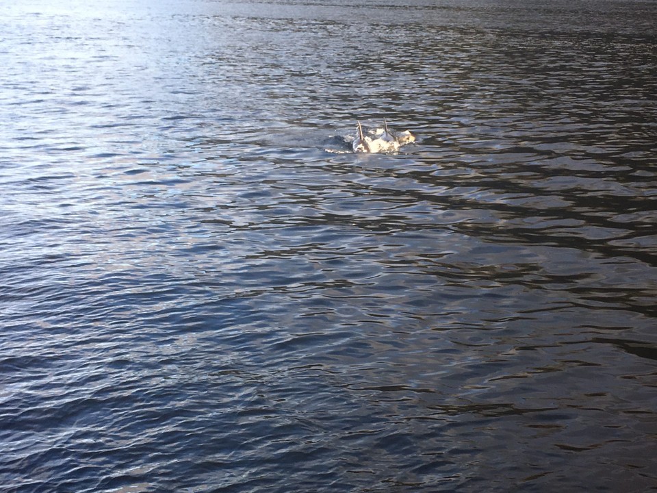 Neuseeland - Milford Sound - Wir haben sehr viel Glück und sehen Tümmler im Fjord.