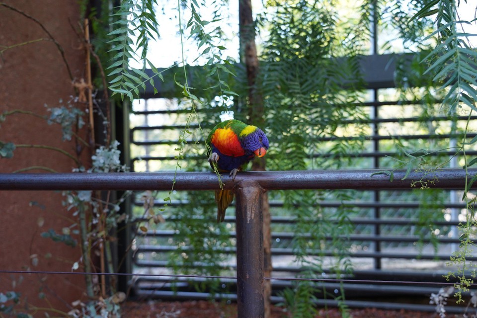 Schweiz - Zürich - Ab an die Ostküste von Australien zu den wunderschön farbigen Regenbogenloris