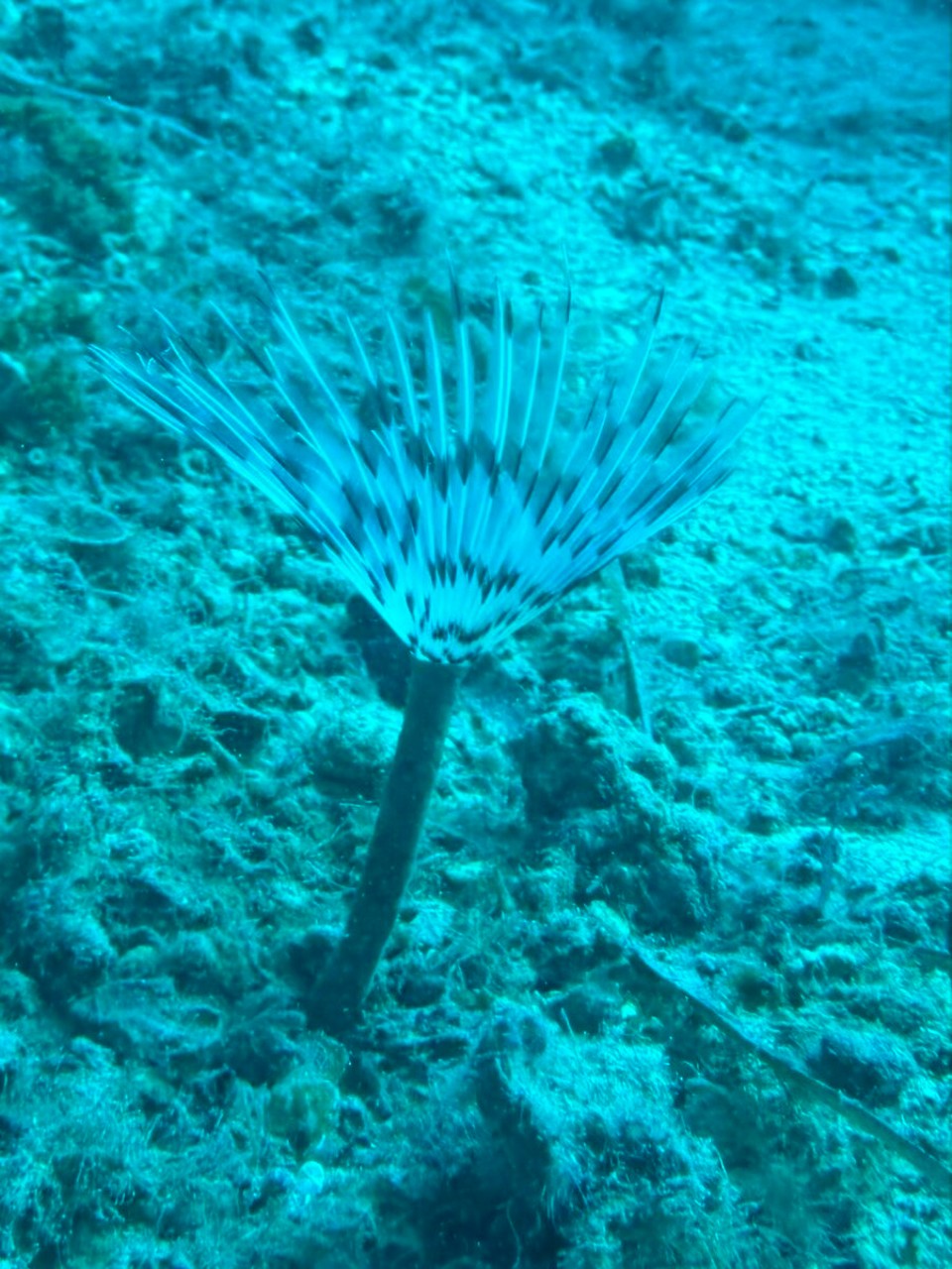 Italien - Capoliveri - Ein Kalkröhrenwurm
