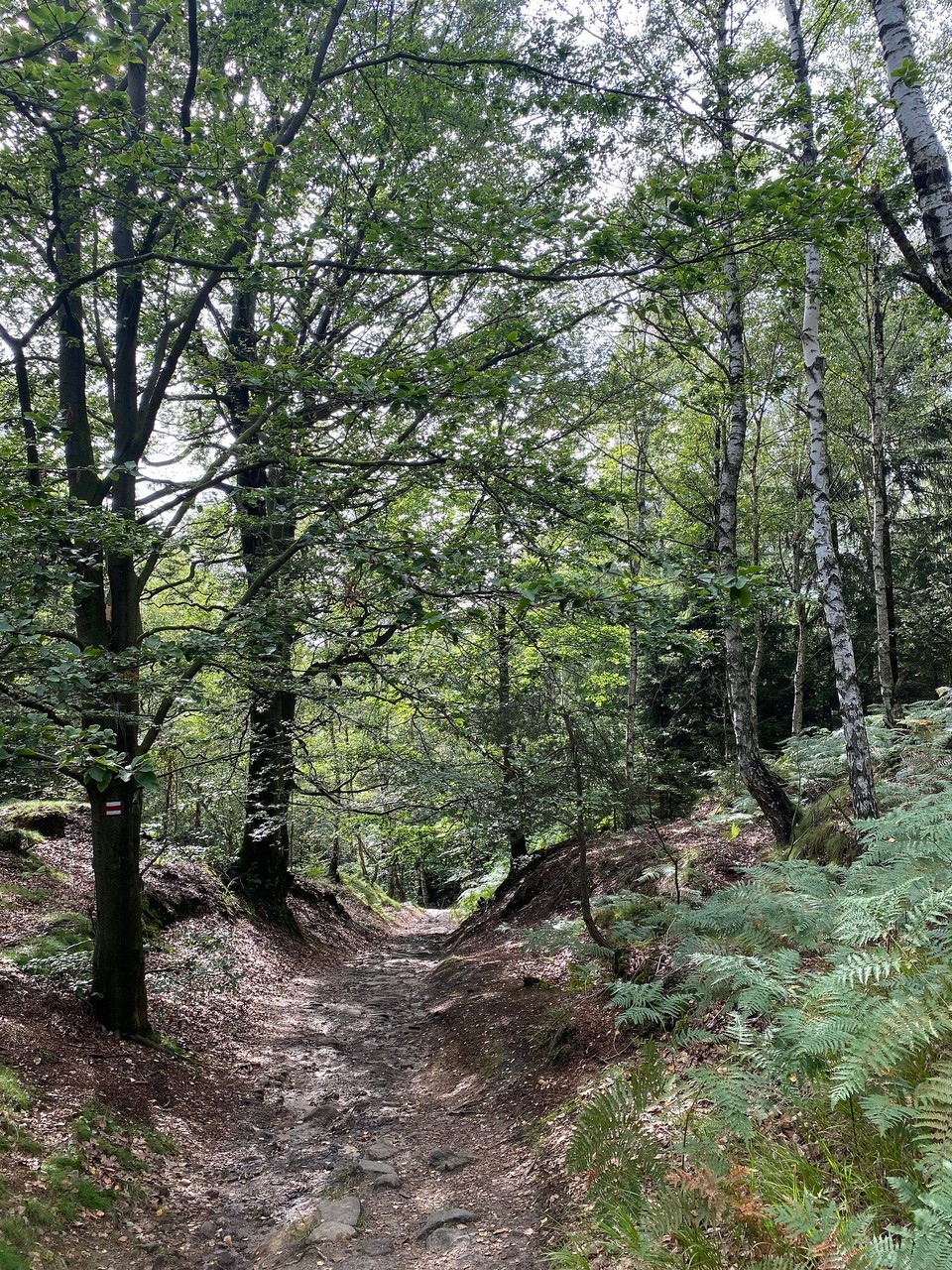 Deutschland - Rosenthal-Bielatal - 