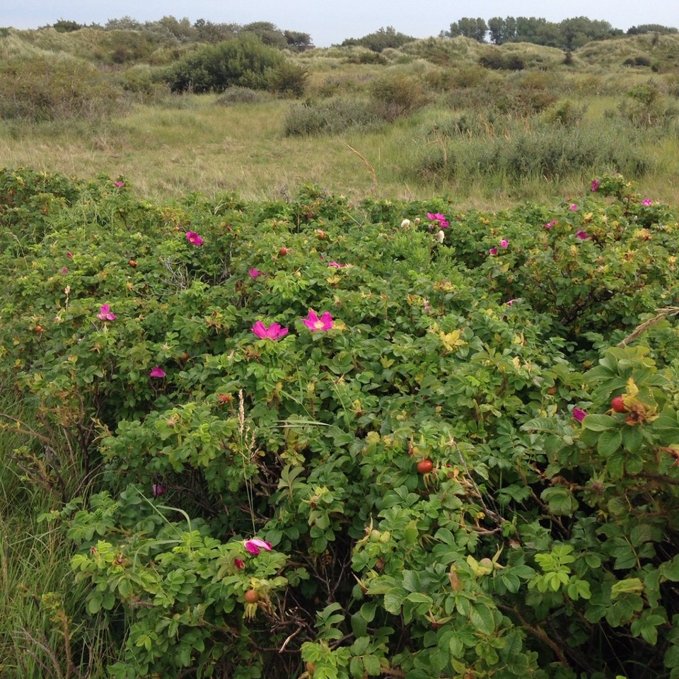 Deutschland - Borkum - 