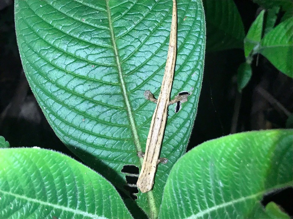Costa Rica - San Carlos - 
