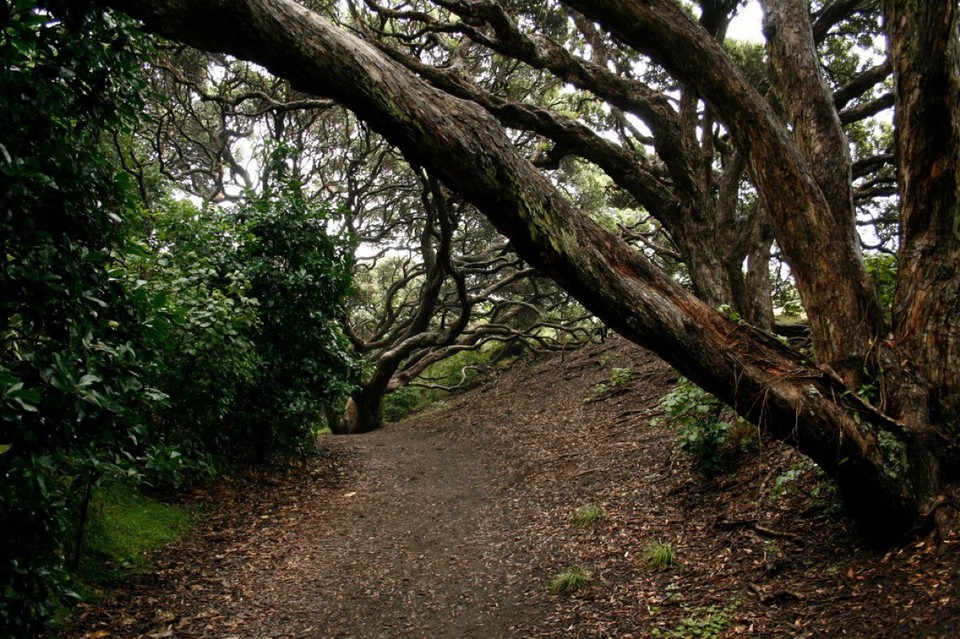 Neuseeland - Piha - 