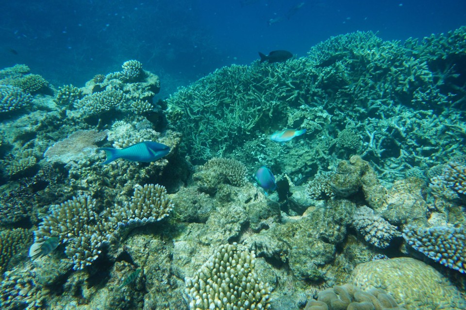 Australien - Green Island - Wir wurden ja schon vorgewarnt, viele Korallenbänke die abgestorben sind und damit auch ein Rückgang der Fischvielfalt.
