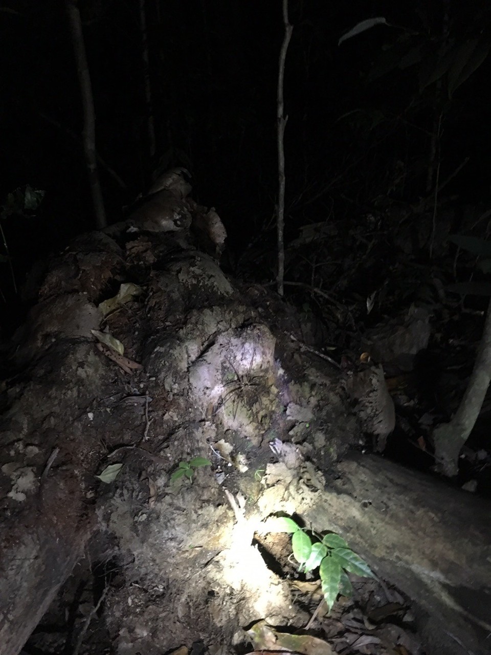  - Ausztrália, Cape Tribulation, Night walk - 