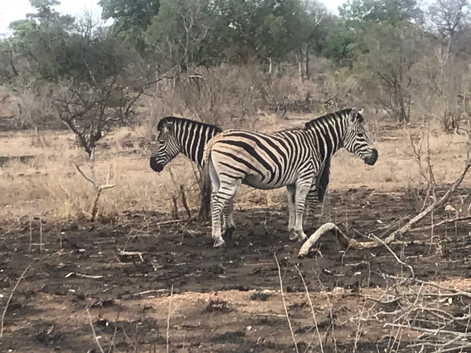 Südafrika -  - 
