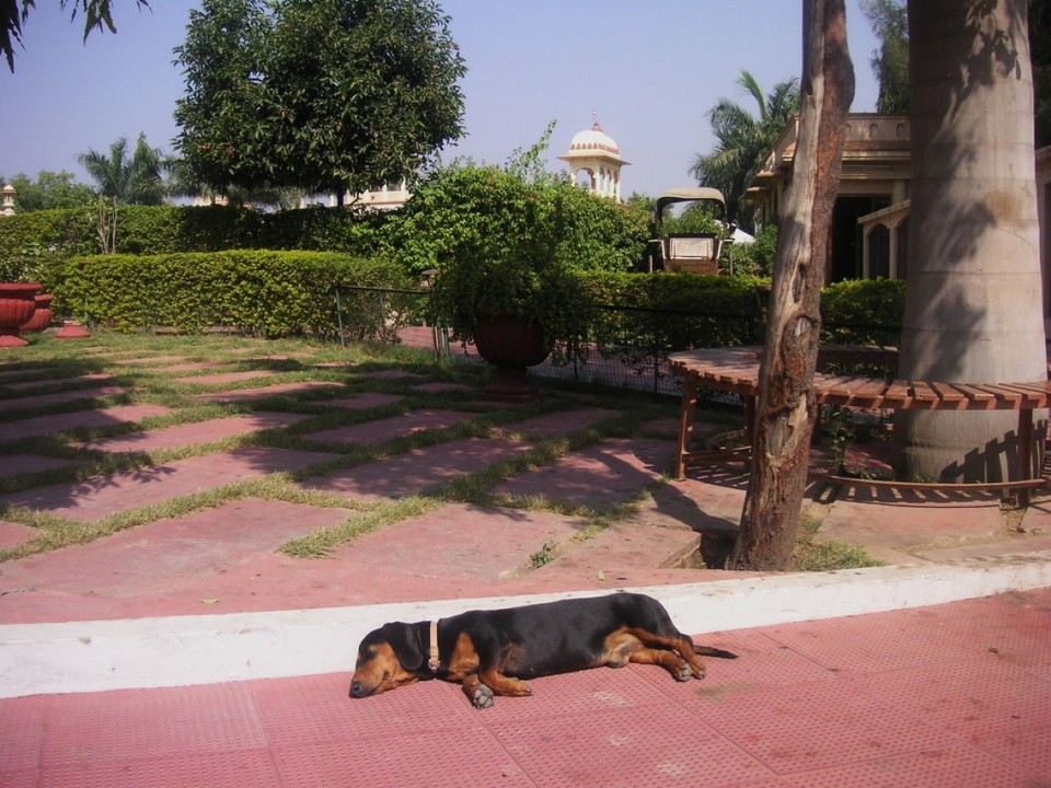 Indien - Udaipur - 