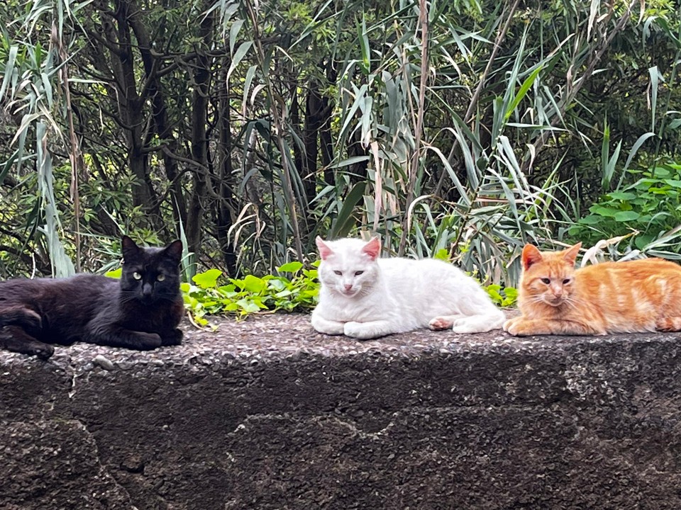 Portugal - Machico - Wer hat die Maus gesehen?