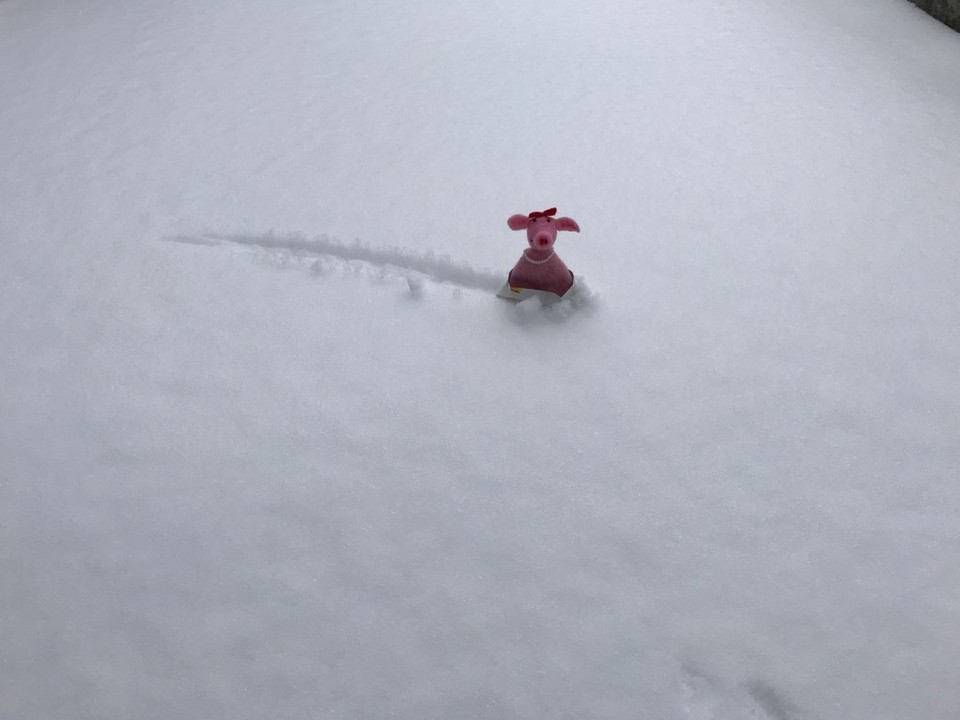 Australien - Sylvania - Borstine am Snowboarden