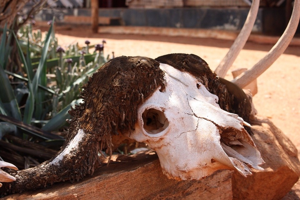 Kenia - Taita - 
