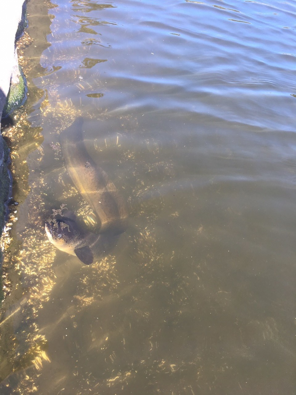 Ausztrália - Sydney - 