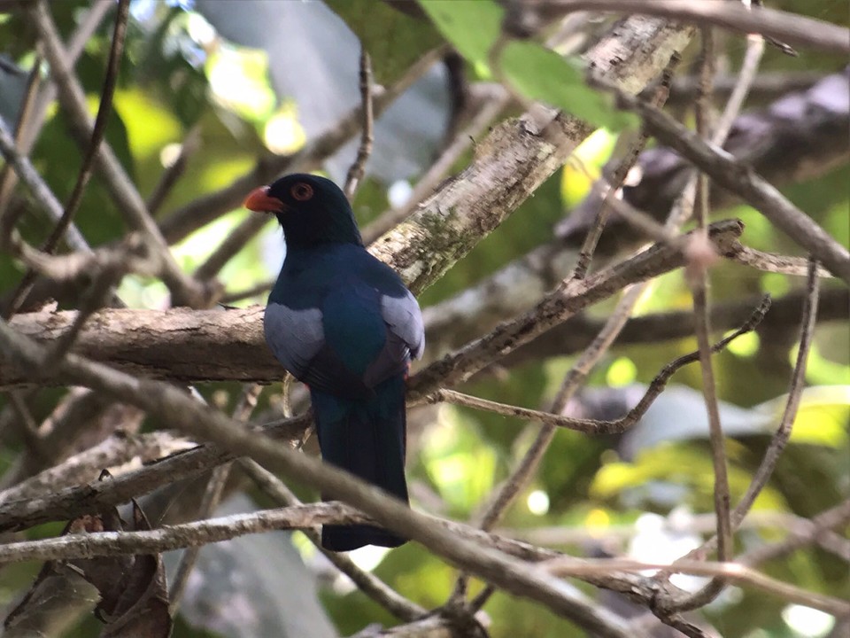 Costa Rica - Golfito - 