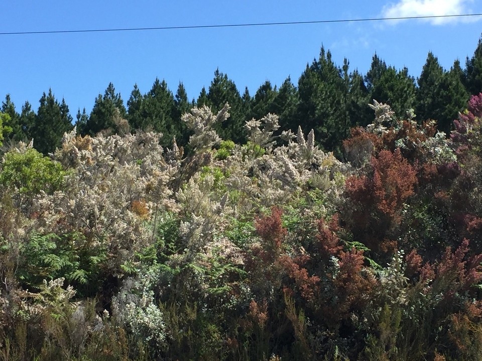  - Südafrika, Knysna, Fairmile Drive - 