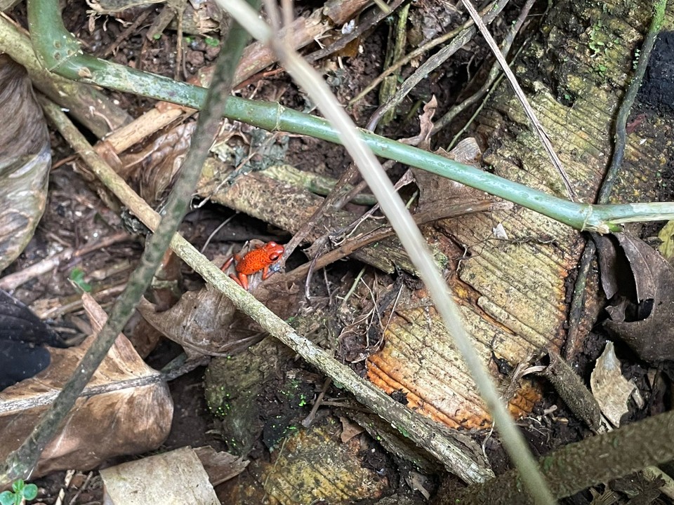 Costa Rica - Pococí - Der giftige Red Frog ist uns auch noch begegnet 🐸 