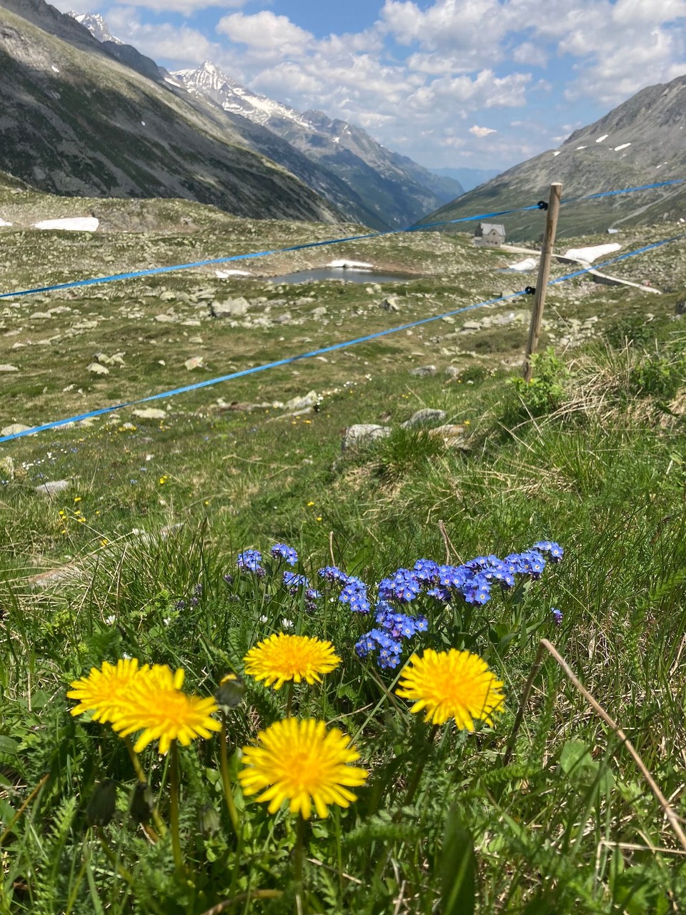 Italien - Rodeneck - Löwenzahn und Vergissmeinnicht 