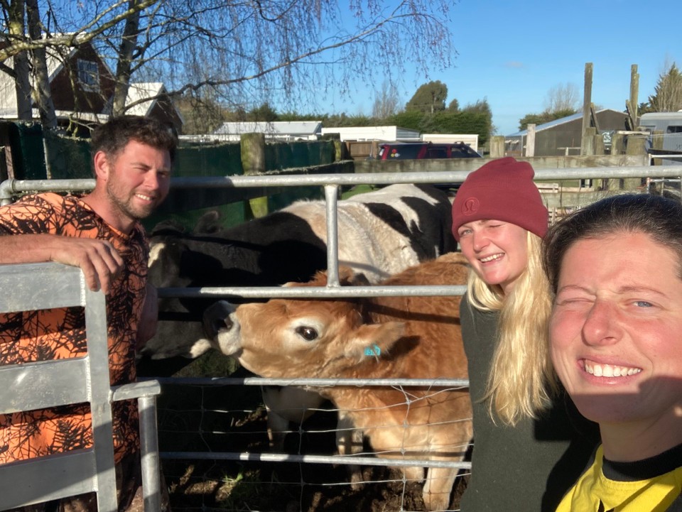 Neuseeland - Swannanoa - Für drei Kühe stoppen wir auch hier nochmal, bevor es auf einem anderen Hof noch eine Kuh mit schlechten Hufen gibt
