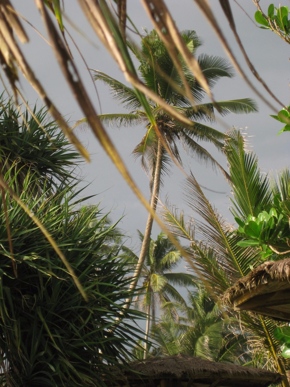 Sri Lanka - Weligama - 