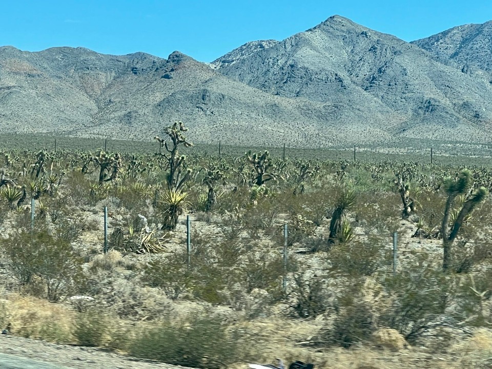 Vereinigte Staaten - Las Vegas - Durch die Mojave Wüste- Nevada yoshua trees 