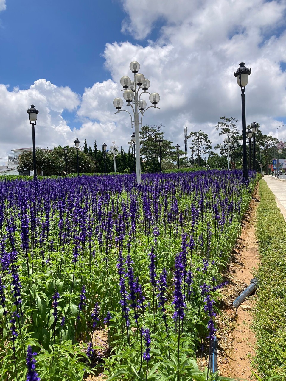 Vietnam - Da Lat - Lazy day - nur bisschen durch die Stadt laufen und Blümchen schauen 😊