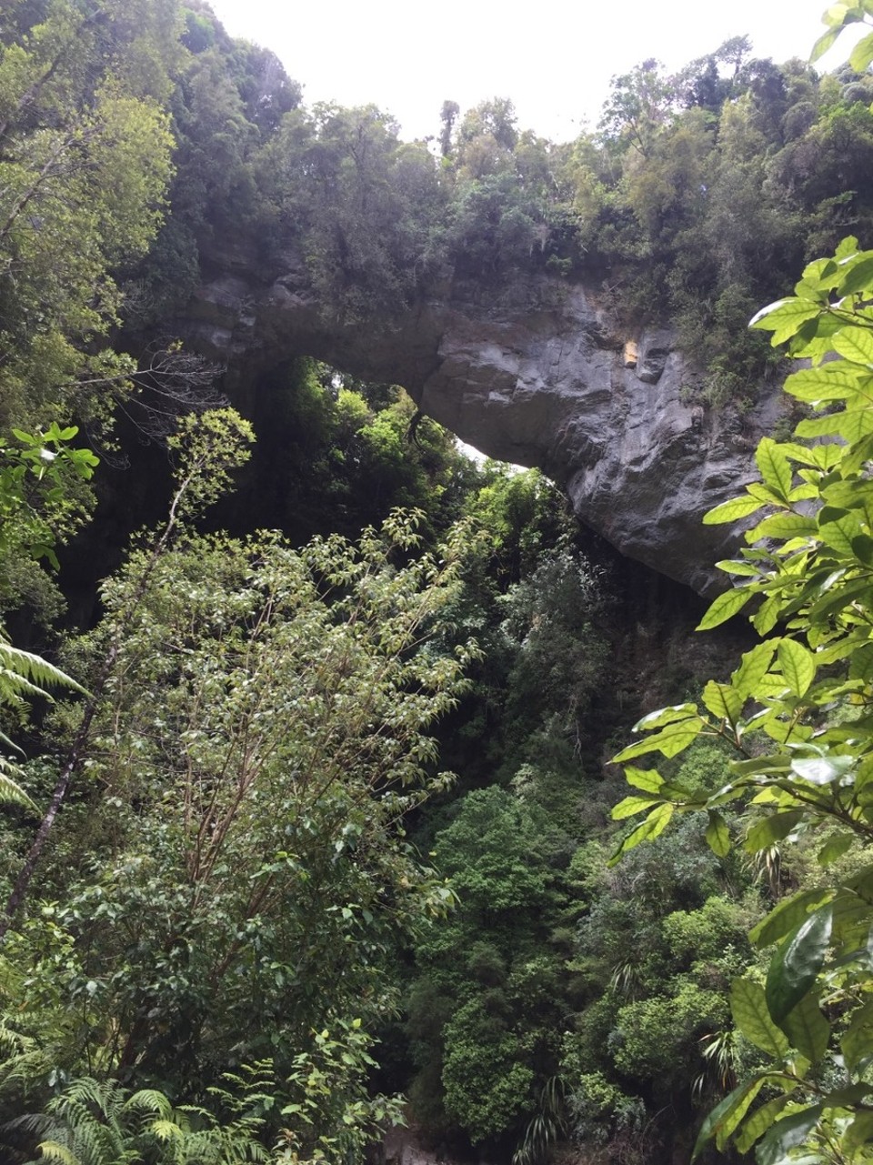 Neuseeland - Oparara River - 