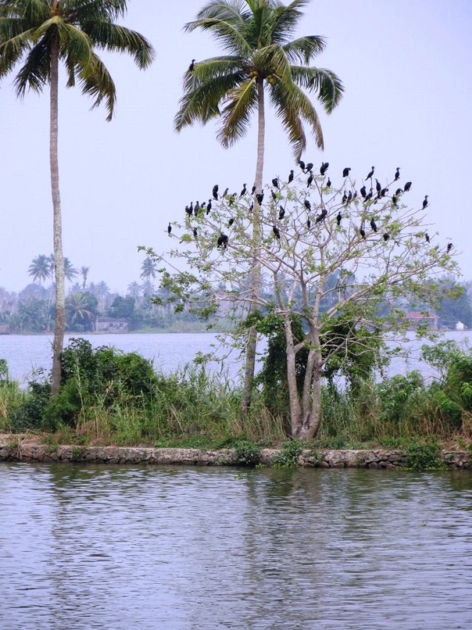 Indien - Alappuzha - 