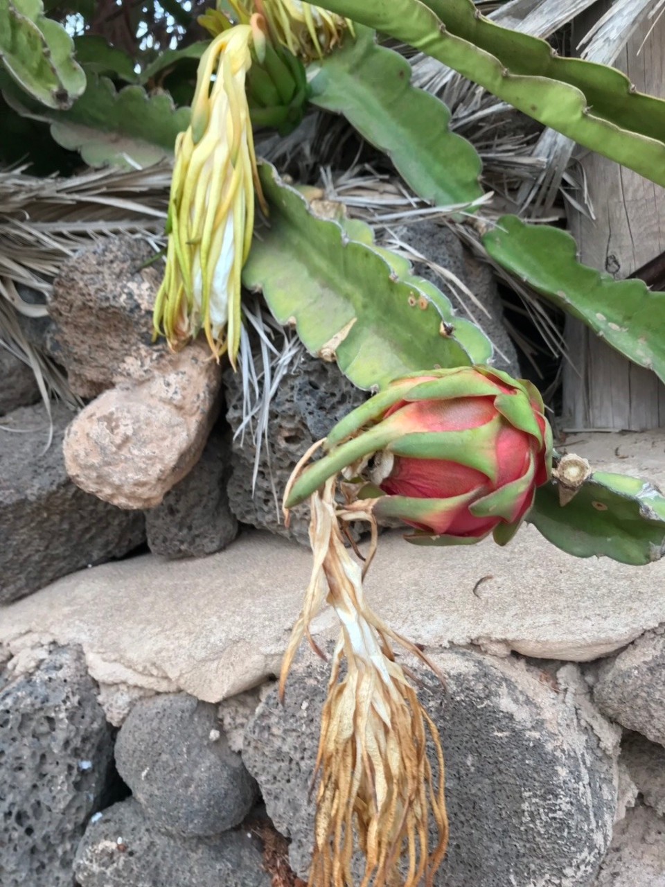 Spanien - La Oliva - Die Drachenfrucht ist FAST soweit