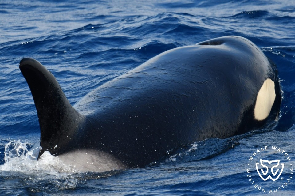 Australien - Bremer Bay - Es gab viele Orcas zu sehen und auch Fotos des Touranbieters.
