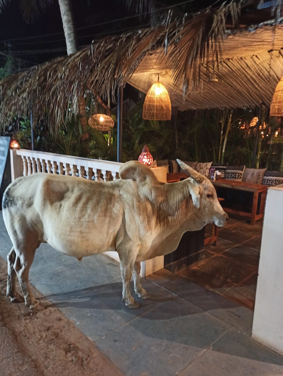 Indien - Agonda - Na nu? Guten Abend, eure Heiligkeit 😄