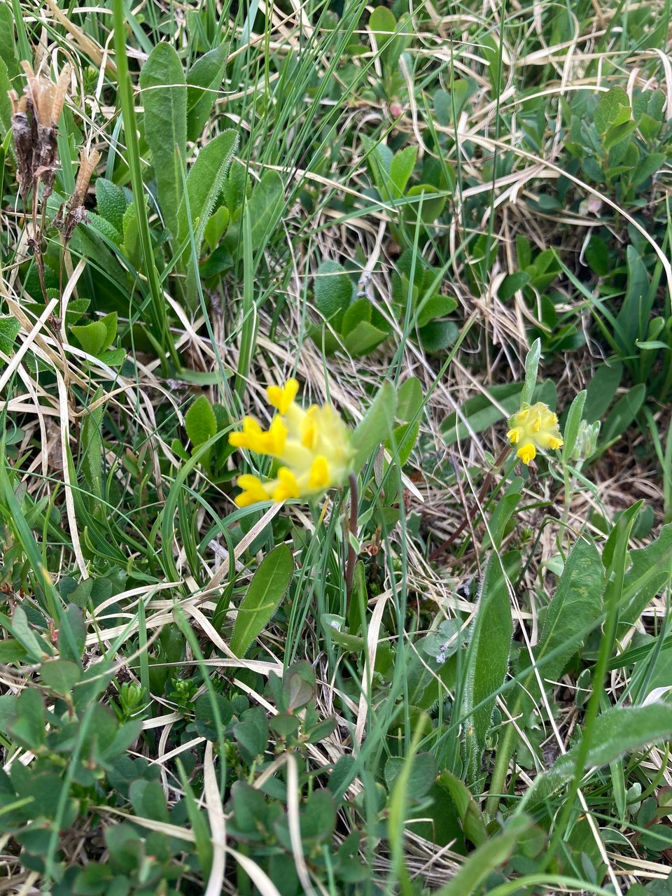 Italien - Rodeneck - Alpenwundklee