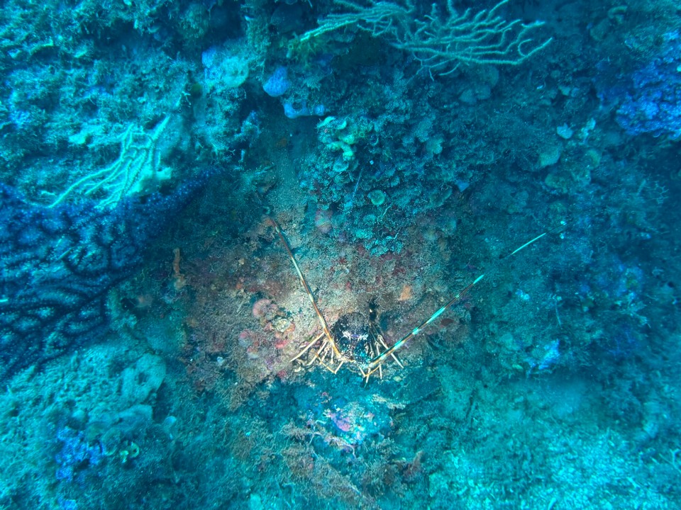 Italien - Capoliveri - Languste