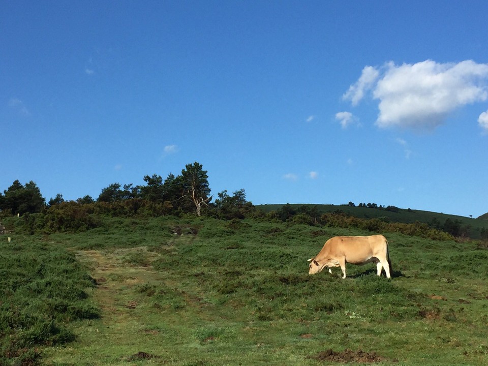 Spanien - Grandas de Salime - 