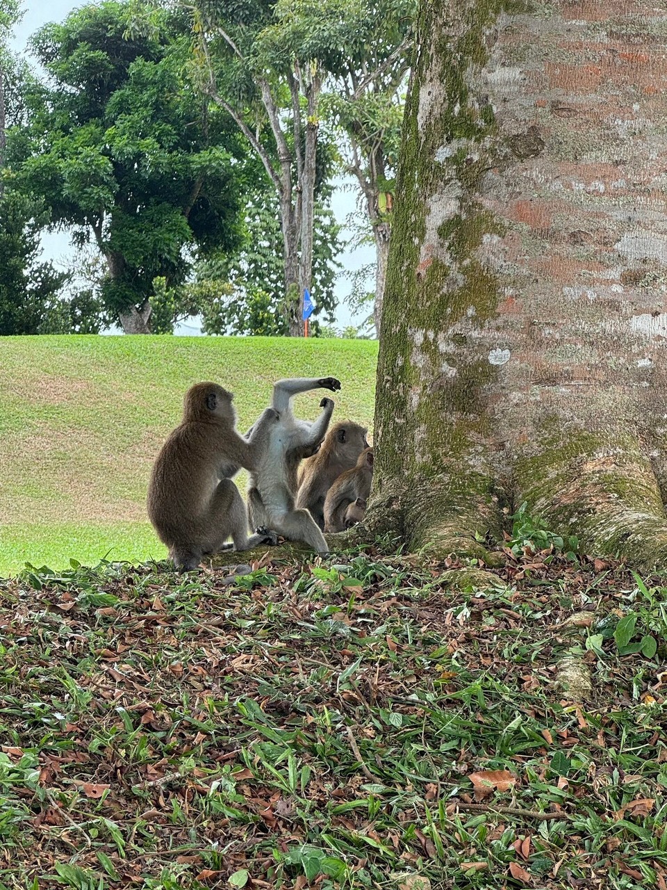 Singapur - Singapur - 