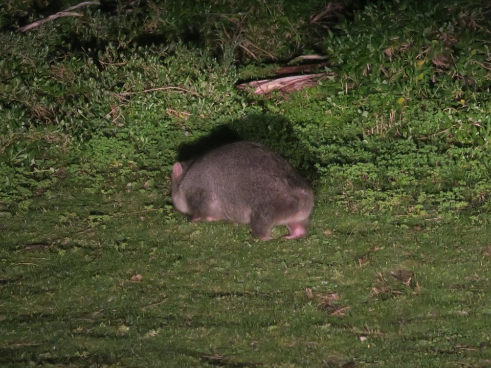 Australia - Wilsons Promontory - Wombat